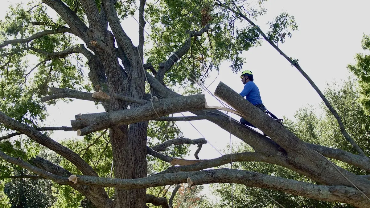 Professional Crown Thinning performed by certified arborists in Van Buren